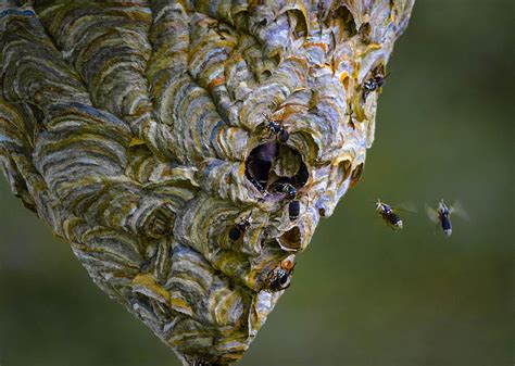 Bald-faced hornet nest Photograph by Brian Stevens