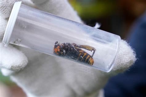 Nearly 200 Queens Found In Destroyed Murder Hornet Nest | iHeart