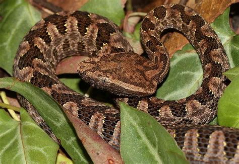 Habu Viper (Protobothrops mucrosquamatus) 龜殼花 | Venomous animals, Snake venom, Snake