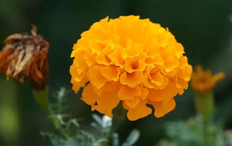 Marigold Flower Information in Marathi, Zendu Essay झेंडू माहिती