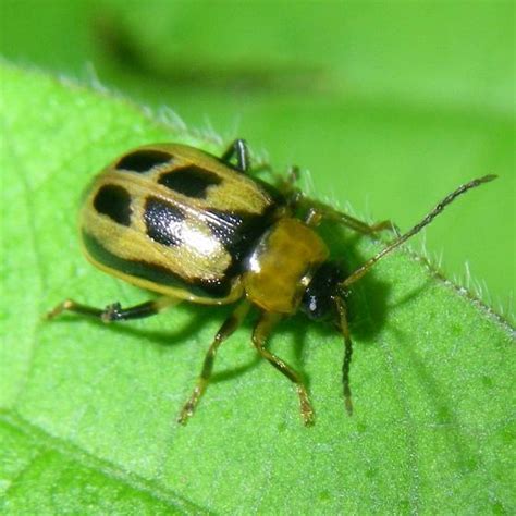 Bean Leaf Beetle: Identification, Life Cycle, Facts & Pictures