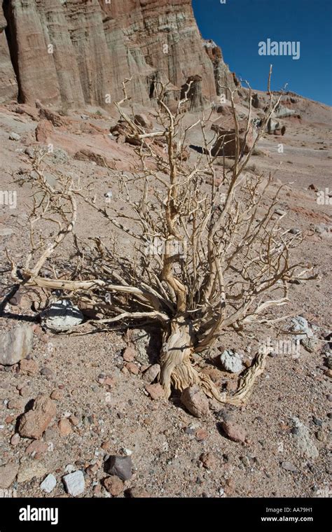 Red rock canyon Stock Photo - Alamy