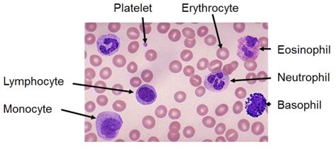 Blood Smear Under Microscope Labeled - KayleyqoHorn