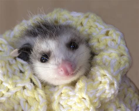 25 Cute Possum and Opossum Pictures | Reader's Digest