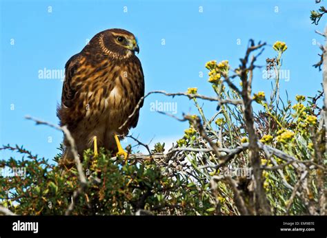 Chimango caracara (Milvago chimango) bird of prey, falconidae, Laguna ...