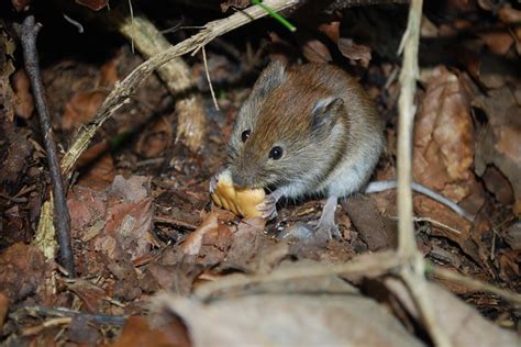 Where Do Mice Live In A House? | Empire Pest Control London