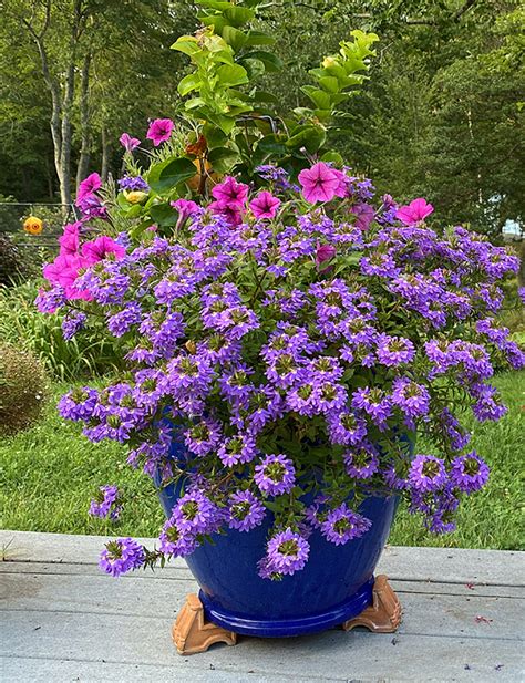 Whirlwind Blue Fan Flower (Scaevola Aemula 'Whirlwind, 50% OFF