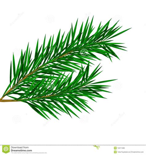 Fir needles clipart - Clipground