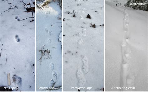 Skunk Footprints In Snow