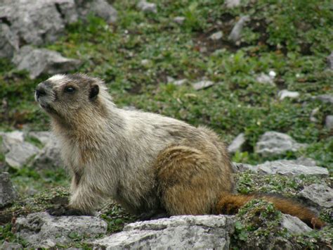 Hoary Marmot - Friends of Kananaskis Country