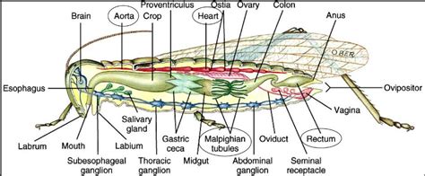 Grasshopper Internal Anatomy