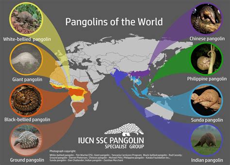 Distribution and Status | Pangolin Crisis Fund