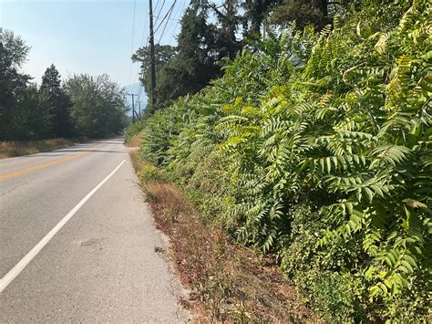 Tree of heaven - CKISS - Central Kootenay Invasive Species Society