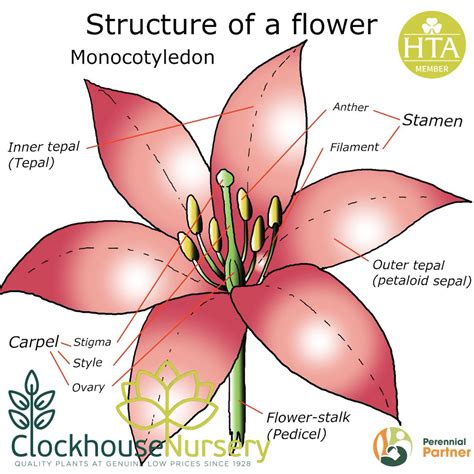 Monocot Dicot Flower: Structure, Differences, Examples, 53% OFF