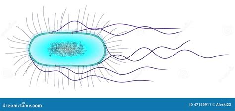 E. Coli Cell Stock Illustration - Image: 47159911