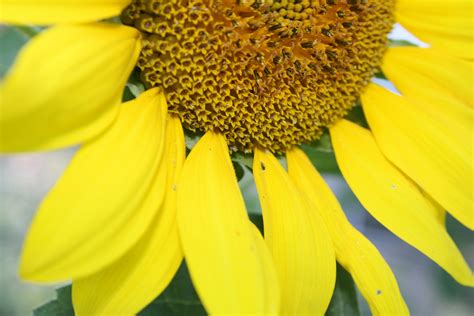 Sunflower Close Up Picture | Free Photograph | Photos Public Domain