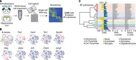 Cell types in the mouse cortex and hippocampus revealed by single-cell RNA-seq | Science