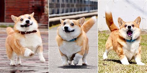 This Corgi Is A Meme King Whose Many Faces Express How 2020 Has Gone So Far