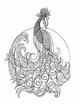 Peacock coloring pages For Adults sketch template