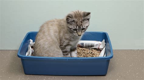 10 Steps How to Train A Kitten to Use A Litter Box in a Week - CatBounty