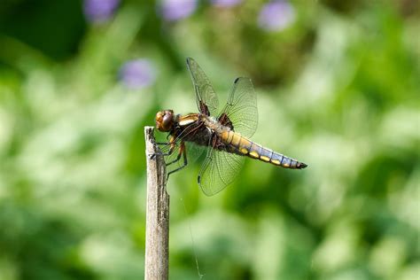 WWT Welney Wetland Centre | Visit Norfolk