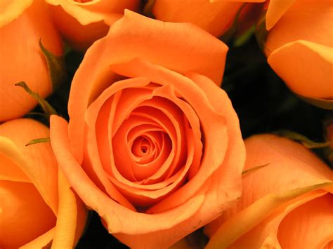 Kitchen Chaos: Roses: What is the Meaning behind the Color?