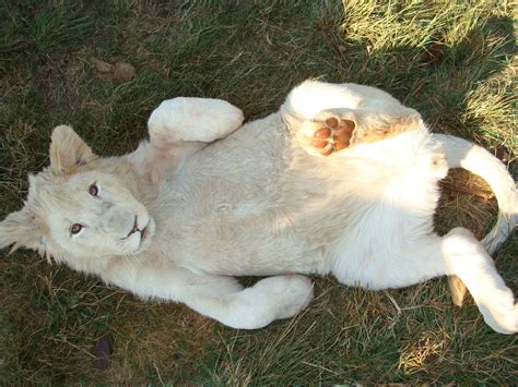 Lion Cub laying down being playful image - Free stock photo - Public ...