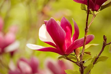 Premium Photo | Magnolia spring flowers