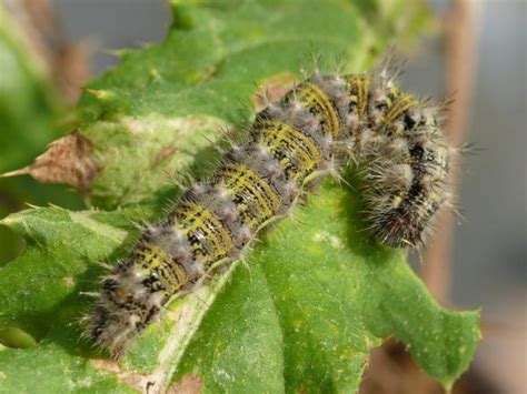 Soybean School: Painted lady caterpillar dines on thistle and soybeans – RealAgriculture