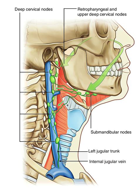 Anatomy Of Sinus Drainage - Anatomy Book