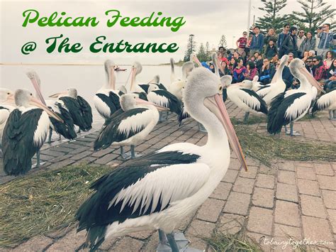 Pelican Feeding @ The Entrance, Sydney Australia | The entrance nsw ...