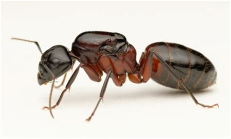 Camponotus ligniperda - AntWiki