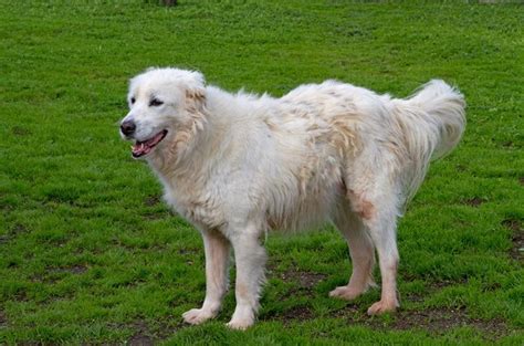 Maremma Sheepdog Breed Information and Pictures - PetGuide | PetGuide