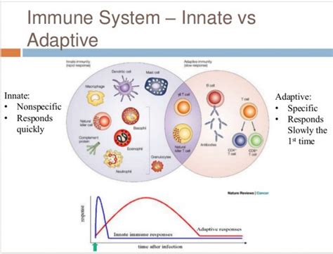 Components Of The Immune System | My XXX Hot Girl