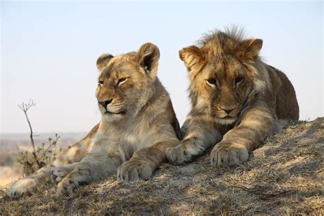 Lion Walk, Antelope Park | Zimbabwe | sarahchats | Flickr