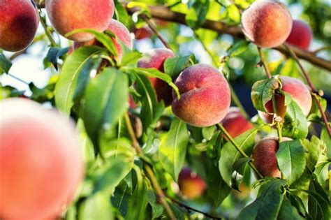 How to Prepare Peach Seeds for Planting | Hunker