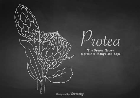 Free Chalk Drawn Protea Vector | Chalk drawings, Flower drawing, Protea art