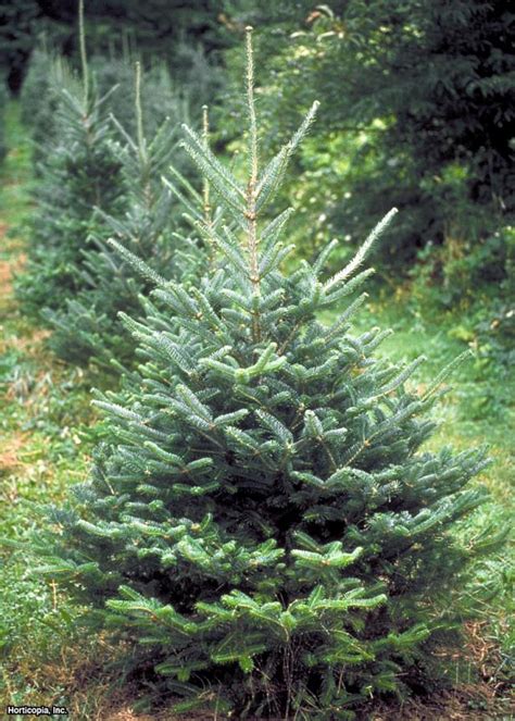 Fir Tree Facts, Types, Identification, Diseases, Pictures, 45% OFF