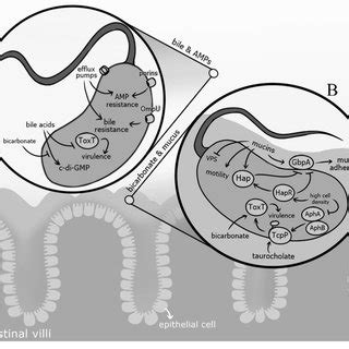 Role of biofilms in V. cholerae survival, transmission, and... | Download Scientific Diagram