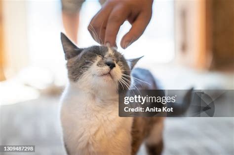 Humancat Relationship High-Res Stock Photo - Getty Images