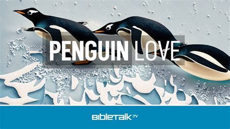 Penguin Love | BibleTalk.tv