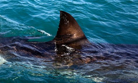 Pick the great white shark fin, but you better get it right! – Boston Herald