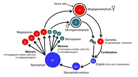 A typical land plant has a(n) life cycle, which includes multicellular ...