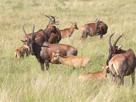 hartebeest herd | African wildlife, Animals wild, Animals