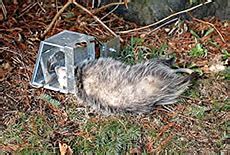 Opossum Trapping - Squirrel Traps, Rat Trap, Skunk Traps, Opossum Trap ...