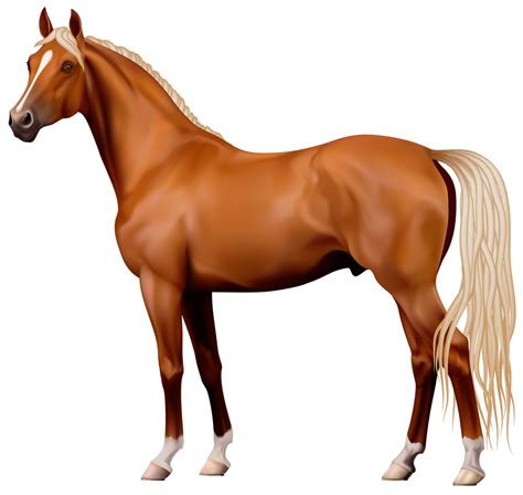 Horse Jump Transparent Png Png Smooth Edges
