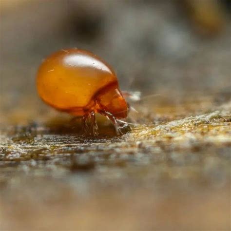 Soil Mites: Types, Identification, and What to Do About Them