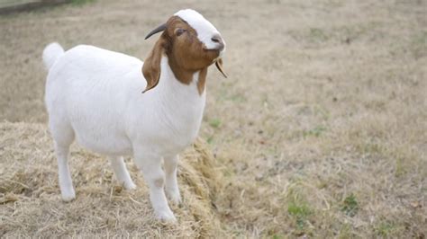 This Blind Goat Made a Friend and Her Life Changed for the Best