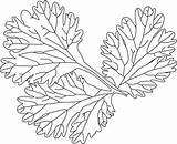 Lettuce Leaf Drawing At GetDrawings  Free Download sketch template