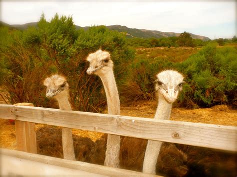 Ostrich Farm Solvang, California Solvang California, Santa Ynez Valley, Ostrich, Places Ive Been ...